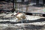 Fennec aveugle, zoo de la Palmyre