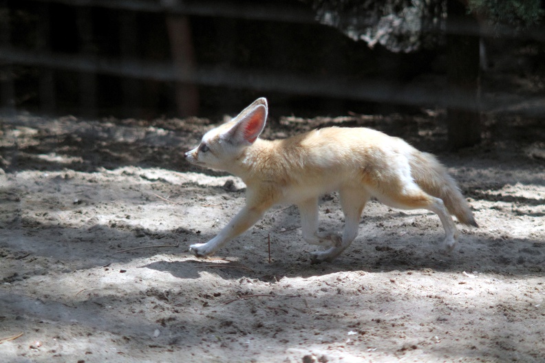 zoo-palmyre-2014-0090.jpg