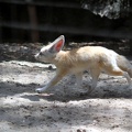 Fennec aveugle, zoo de la Palmyre