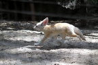 Fennec aveugle, zoo de la Palmyre