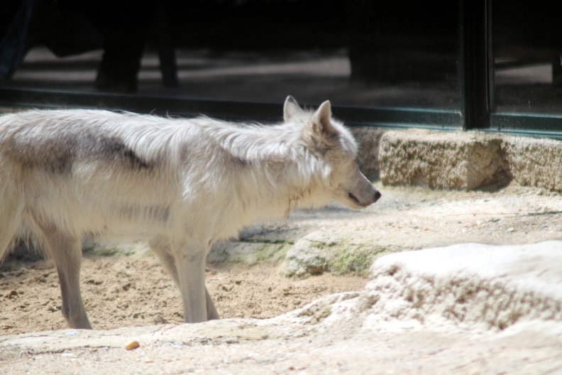 zoo-palmyre-2014-0099.jpg