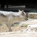 Loup de Mackenzie, zoo de la Palmyre