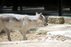 Loup de Mackenzie, zoo de la Palmyre