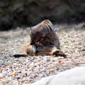 Suricate, zoo de la Palmyre