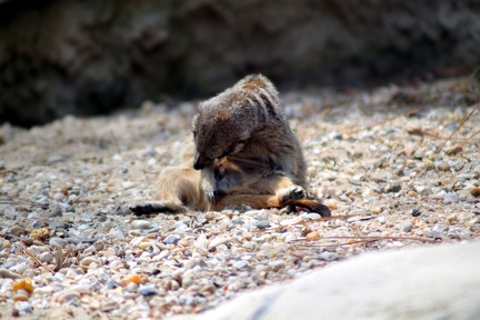 Suricate, zoo de la Palmyre