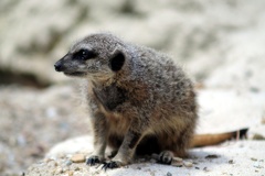 Suricate, zoo de la Palmyre