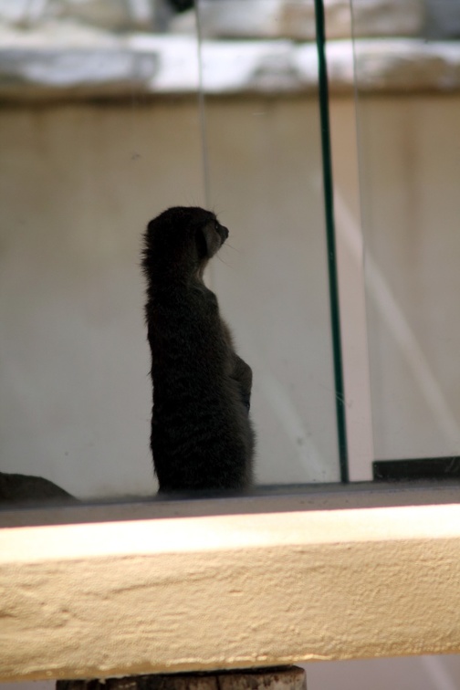 Suricate, zoo de la Palmyre