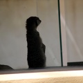 Suricate, zoo de la Palmyre