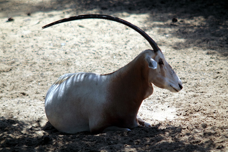 Oryx algazelle, zoo de la Palmyre