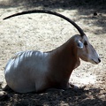 Oryx algazelle, zoo de la Palmyre