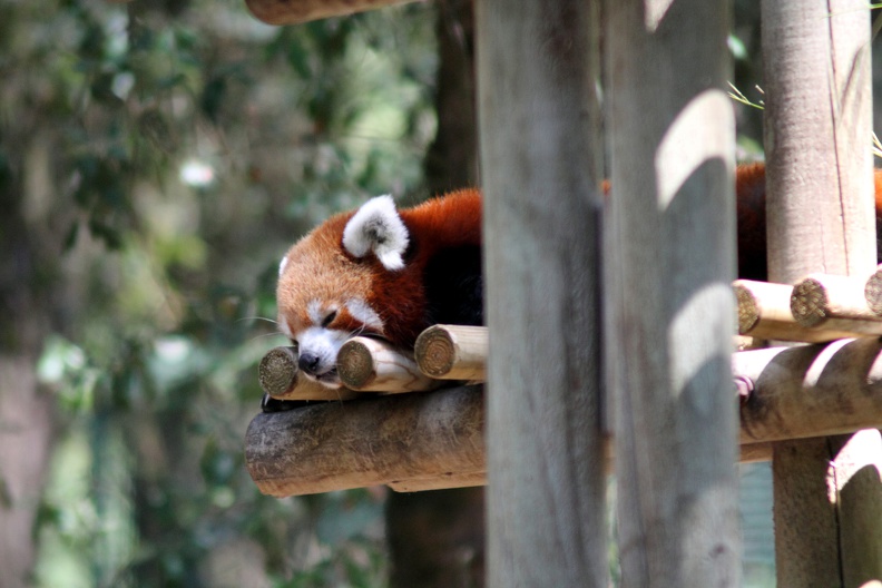 Panda roux, zoo de la Palmyre