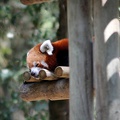 Panda roux, zoo de la Palmyre