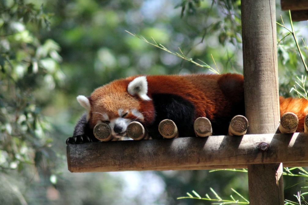 Panda roux, zoo de la Palmyre