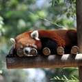 Panda roux, zoo de la Palmyre