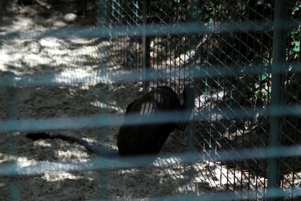 Singe triste, zoo de la Palmyre