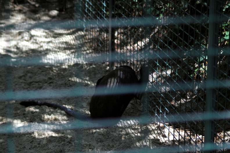 Singe triste, zoo de la Palmyre