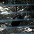 Singe triste, zoo de la Palmyre