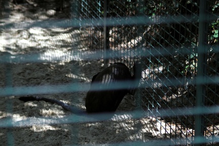 Singe triste, zoo de la Palmyre