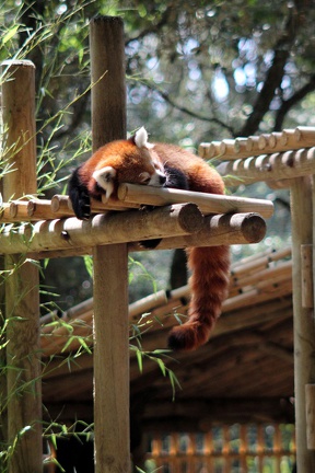 Panda roux, zoo de la Palmyre