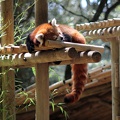 Panda roux, zoo de la Palmyre