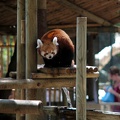 Panda roux, zoo de la Palmyre