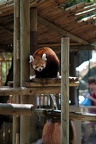 Panda roux, zoo de la Palmyre