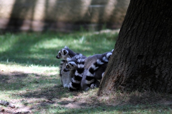 Maki catta, zoo de la Palmyre