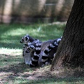 Maki catta, zoo de la Palmyre