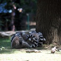 Maki catta, zoo de la Palmyre