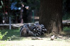 Maki catta, zoo de la Palmyre