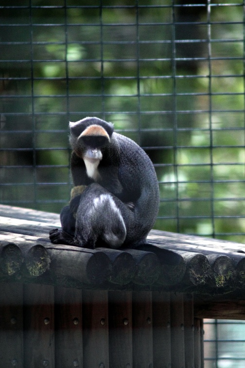 Cercopithèque de Brazza, zoo de la Palmyre