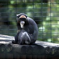 Cercopithèque de Brazza, zoo de la Palmyre