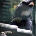 Cercopithèque de Brazza, zoo de la Palmyre