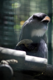 Cercopithèque de Brazza, zoo de la Palmyre