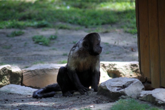 Capicin à poitrine jaune, zoo de la Palmyre