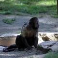 Capicin à poitrine jaune, zoo de la Palmyre