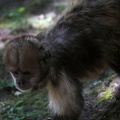 Capucin à poitrine jaune, zoo de la Palmyre