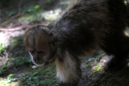 Capucin à poitrine jaune, zoo de la Palmyre