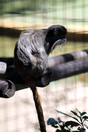 Tamarin empereur, zoo de la Palmyre