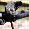 Tamarin empereur, zoo de la Palmyre