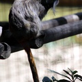 Tamarin empereur, zoo de la Palmyre