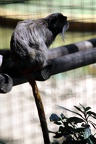 Tamarin empereur, zoo de la Palmyre