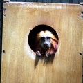 Tamarin lion doré, zoo de la Palmyre