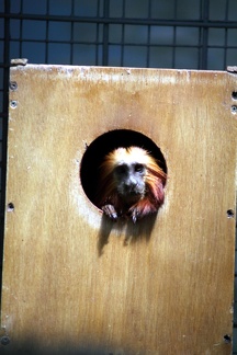 Tamarin lion doré, zoo de la Palmyre