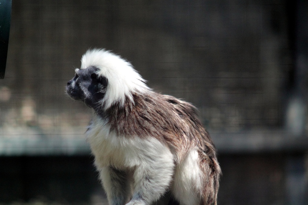 Tamarin pinché, zoo de la Palmyre