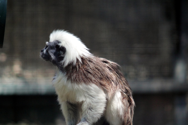 Tamarin pinché, zoo de la Palmyre - zoo-palmyre-2014-0137.jpg zoo-palmyre-2014-0137.jpg