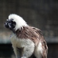 Tamarin pinché, zoo de la Palmyre