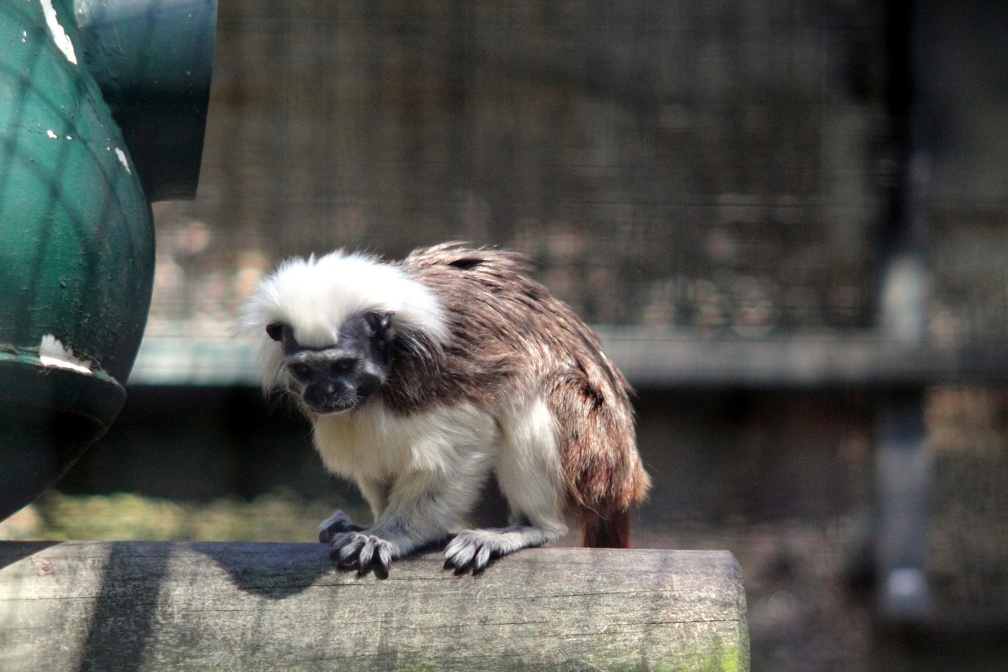 Tamarin pinché, zoo de la Palmyre