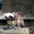 Tamarin pinché, zoo de la Palmyre