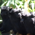 Tamarins à main dorée, zoo de la Palmyre